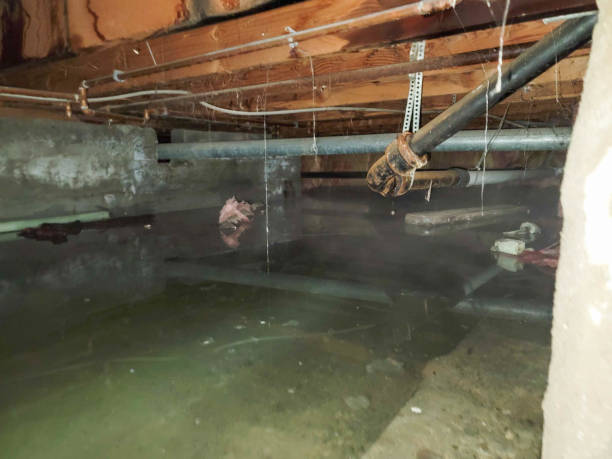 Best Mold removal after water damage  in Folsom, NJ