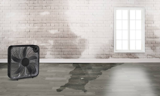 Best Professional water damage repair  in Folsom, NJ